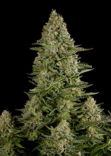 White Widow
