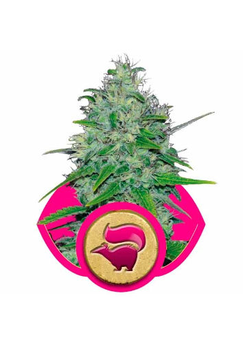 Skunk XL
