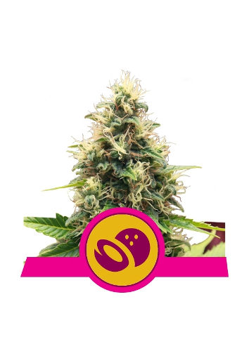 Somango XL