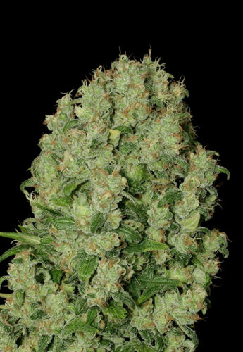 White Russian