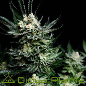 Critigal-absolute-cannabis-seeds