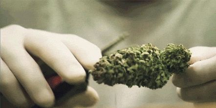 Image result for marihuana