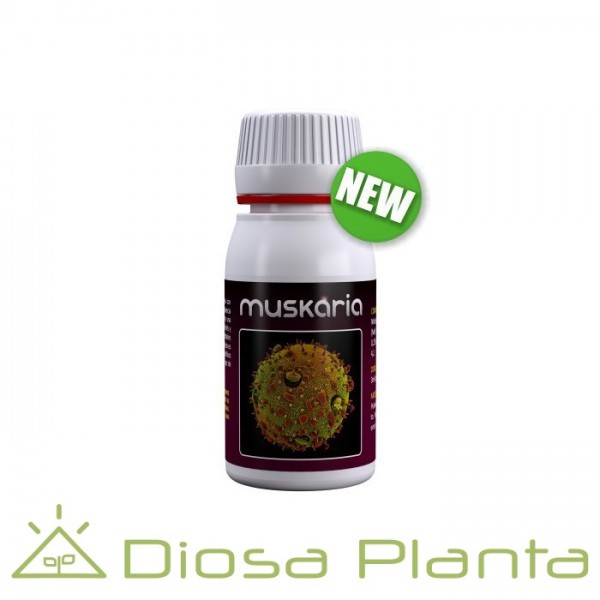 Muskaria (Agrobacterias) Muskaria (Agrobacterias)