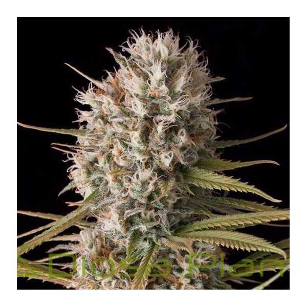 Original Amnesia (Dinafem Seeds) Original Amnesia (Dinafem Seeds)