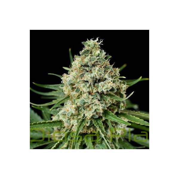 Critical + 2.0 (Dinafem Seeds) Critical + 2.0 (Dinafem Seeds)