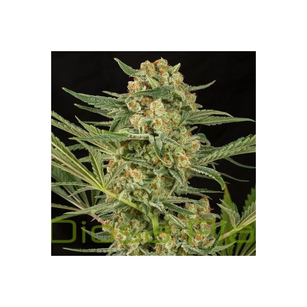 Critical Cheese (Dinafem Seeds) Critical Cheese (Dinafem Seeds)