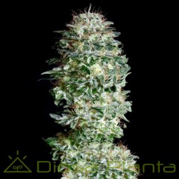 Absolute Herer (Absolute Cannabis Seeds)