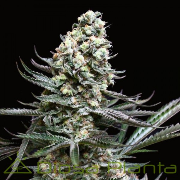 Nordés (Absolute Cannabis Seeds) Nordés (Absolute Cannabis Seeds)