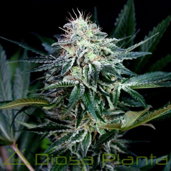 Radical Auto (Absolute Cannabis Seeds) Radical Auto (Absolute Cannabis Seeds)