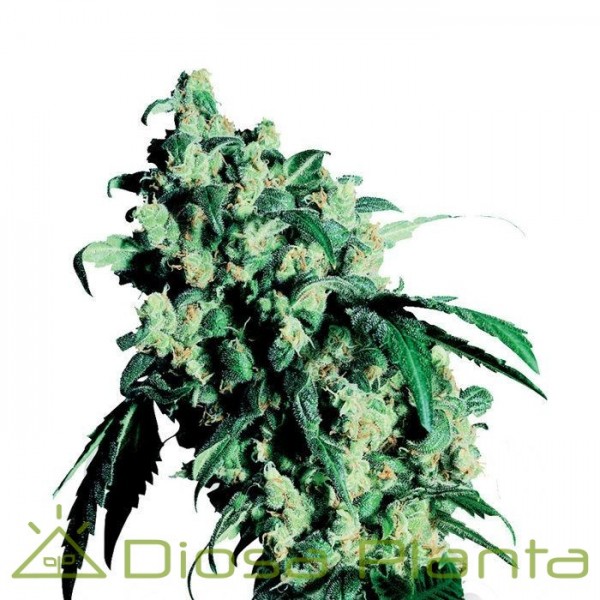 Super Skunk (Sensi Seeds) Super Skunk (Sensi Seeds)