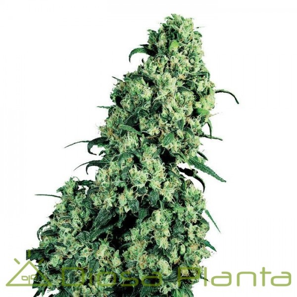 Skunk 1 (Sensi Seeds) Skunk 1 (Sensi Seeds)