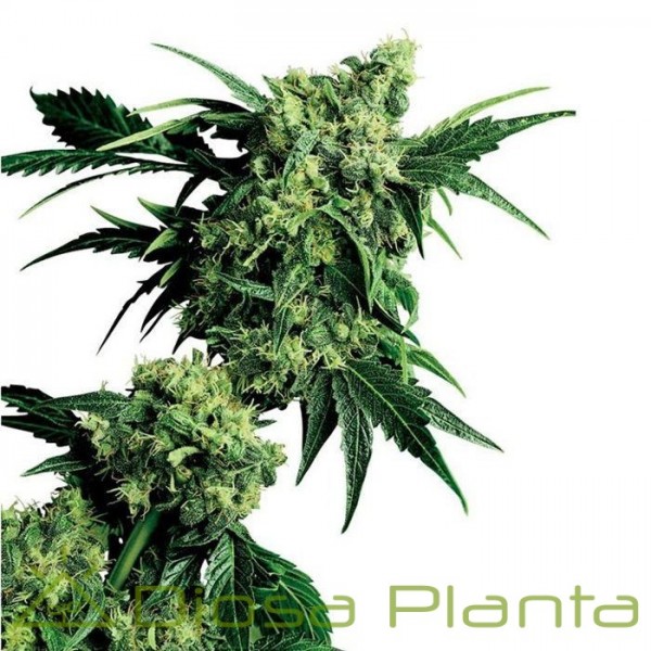 G13 x Hashplant (Sensi Seeds)