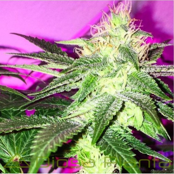 Sour Ripper (Ripper Seeds)