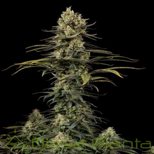 Early Amnesia CBD (Dinafem) Early Amnesia CBD (Dinafem)