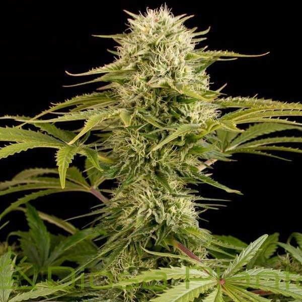 Kush´N´Cheese (Dinafem) Kush´N´Cheese (Dinafem)