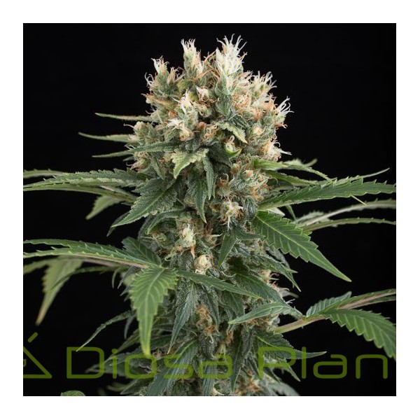 Blue Thai (Dinafem) Blue Thai (Dinafem)