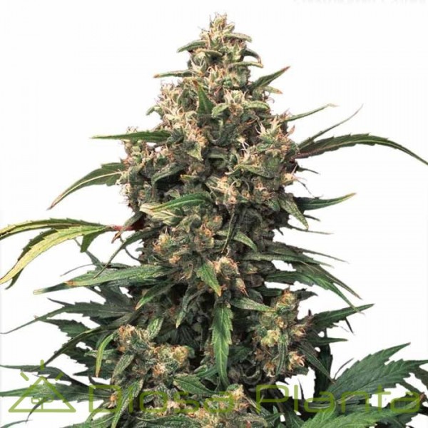 Auto Xtreme (Dutch Passion) Auto Xtreme (Dutch Passion)