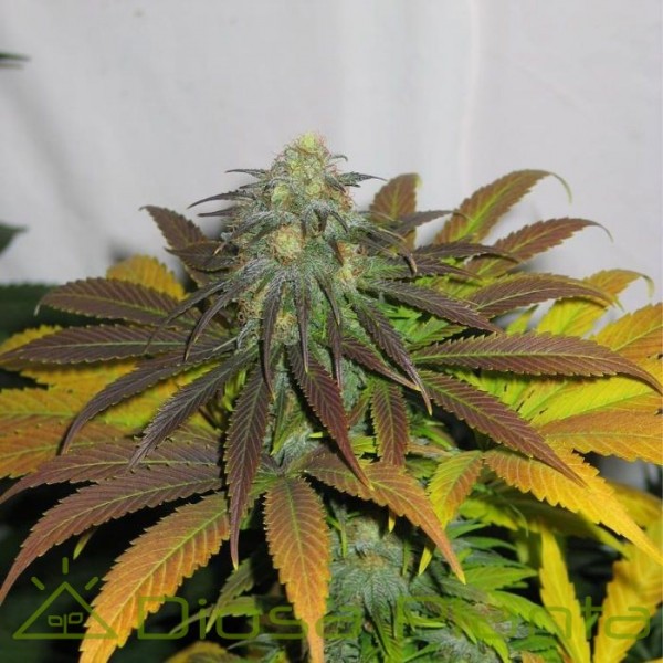 California Orange (Dutch Passion)
