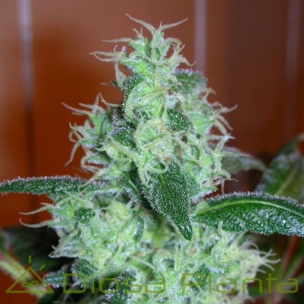 Skunk 11 (Dutch Passion) Skunk 11 (Dutch Passion)