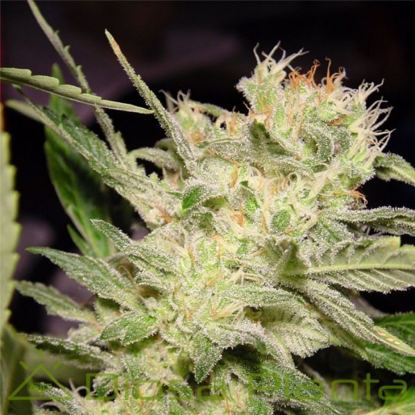 Belladona (Paradise Seeds) Belladona (Paradise Seeds)