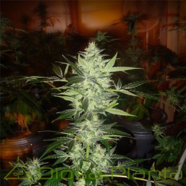 Nebula (Paradise Seeds) Nebula (Paradise Seeds)