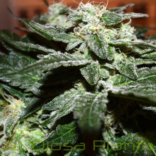 Sensi Star (Paradise Seeds)