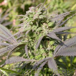Biddy Early regular (Serious Seeds)