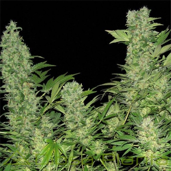 Double Dutch regular (Serious Seeds) Double Dutch regular (Serious Seeds)