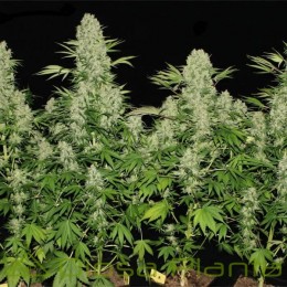 Kali Mist (Serious Seeds)