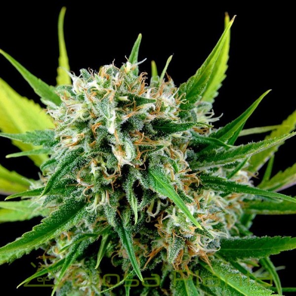 Royale Haze (Dinafem) Royale Haze (Dinafem)
