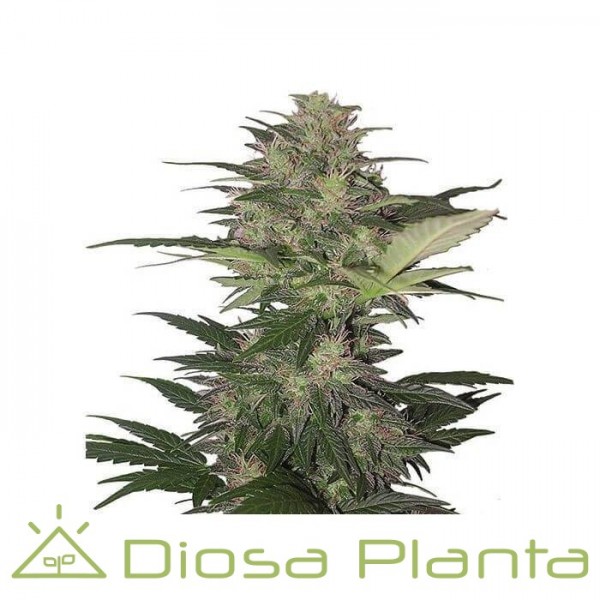 Buddha Red Dwarf Auto