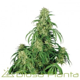 Buddha Calamity Jane Auto