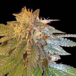 LA Confidential