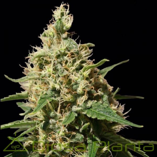 Peppermint Kush Peppermint Kush