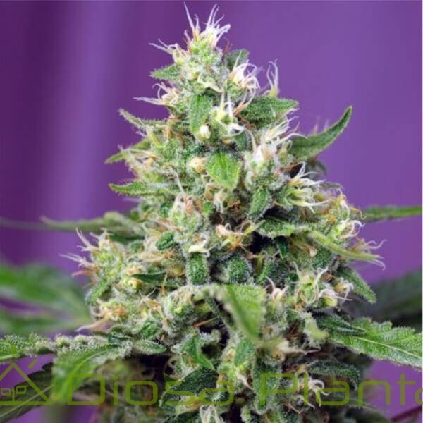 Blow Mind Auto (Sweet Seeds) Blow Mind Auto (Sweet Seeds)