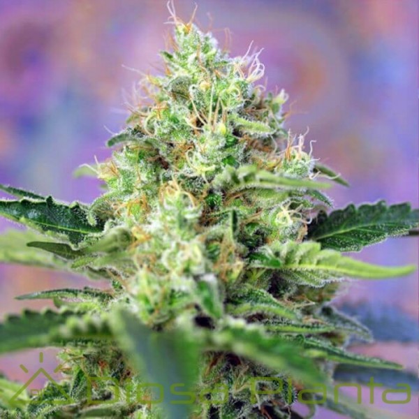Crystal Candy (Sweet Seeds)