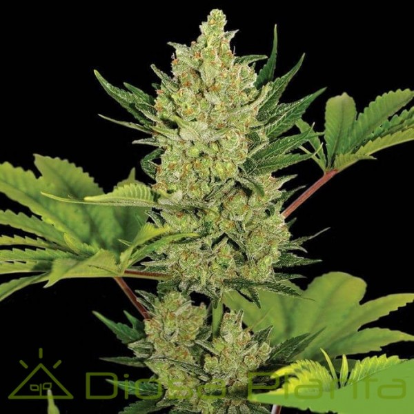 Blue Cheese Auto Blue Cheese Auto