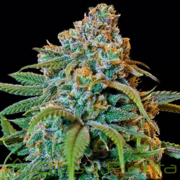 Liberty Haze