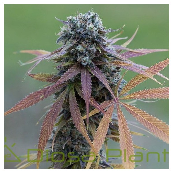 Blue Kush Auto (Dinafem) Blue Kush Auto (Dinafem)