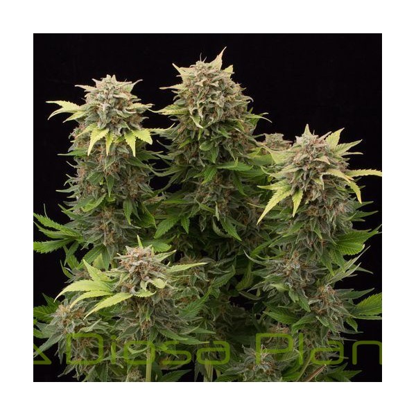 Moby Dick Auto (Dinafem) Moby Dick Auto (Dinafem)
