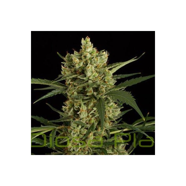 Original Amnesia Auto (Dinafem) Original Amnesia Auto (Dinafem)