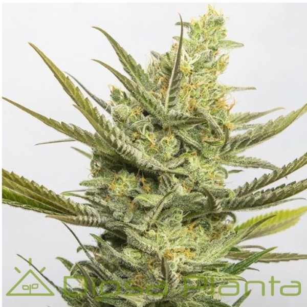 Gipsy Haze (Eva Seeds) Gipsy Haze (Eva Seeds)