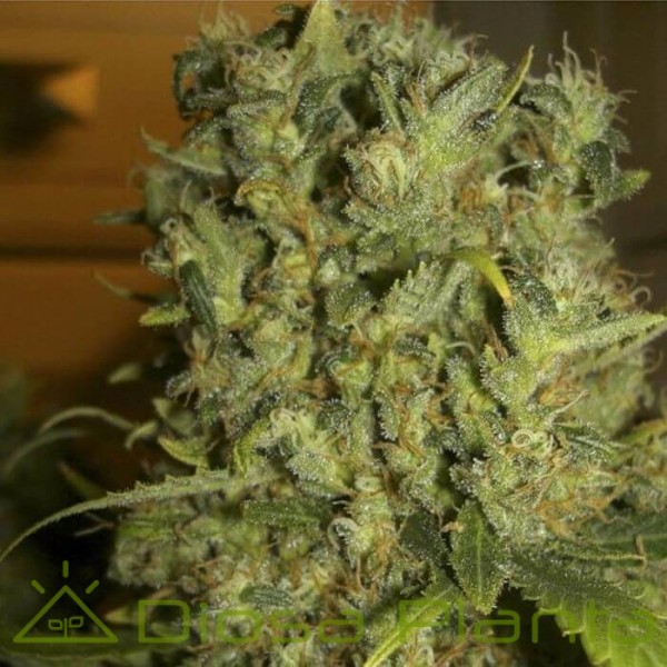 Monster (Eva Seeds)