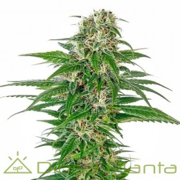 Early Skunk Automatic (Sensi Seeds)