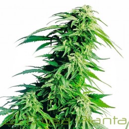 Hindu Kush Feminizada (Sensi Seeds)