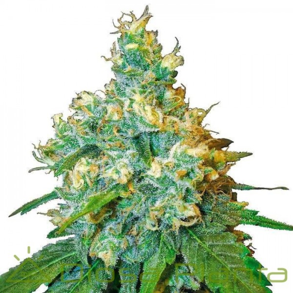 Jack Herer Feminizada (Sensi Seeds) Jack Herer Feminizada (Sensi Seeds)
