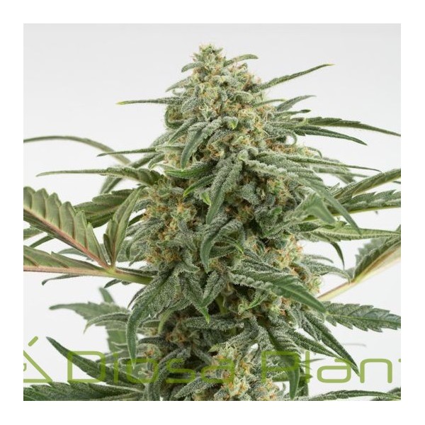 Critical 2.0 Auto (Dinafem) Critical 2.0 Auto (Dinafem)