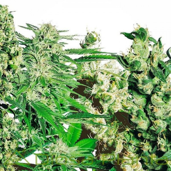 Mix 10 und feminizadas (Sensi Seeds) Mix 10 und feminizadas (Sensi Seeds)