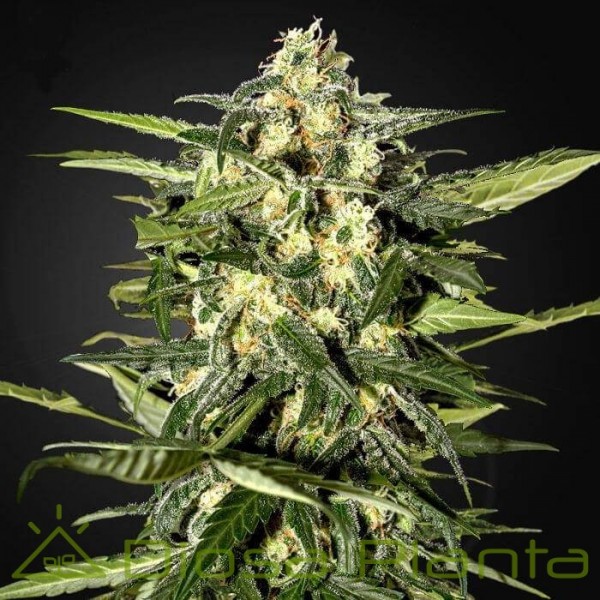 Jack Herer Auto (Green House) Jack Herer Auto (Green House)