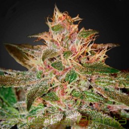 Pure Kush (Green House)